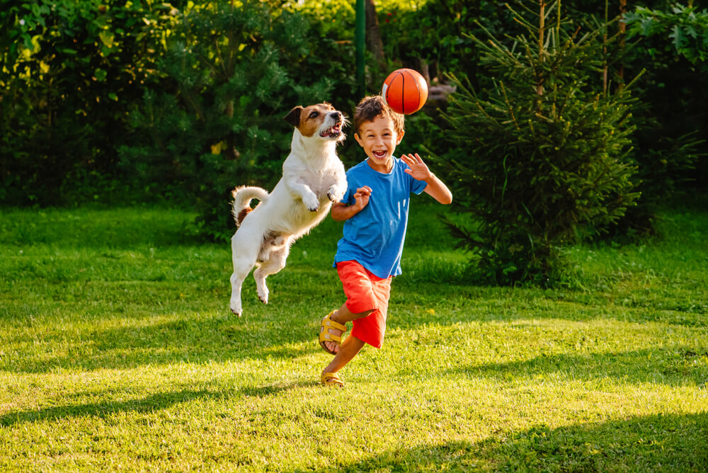 犬と運動