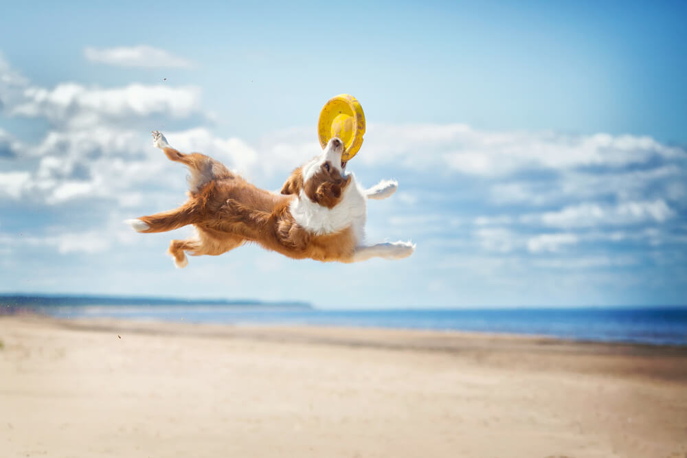 犬